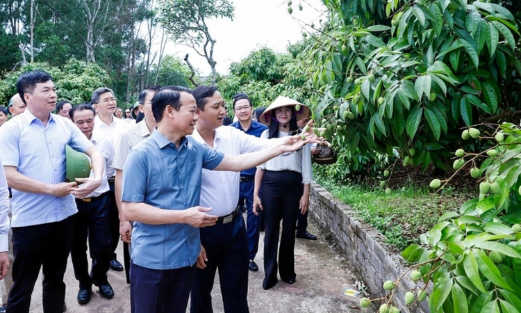 Vải thiều Bắc Giang vào vụ: Mỗi quả vải là đại sứ nông sản Việt