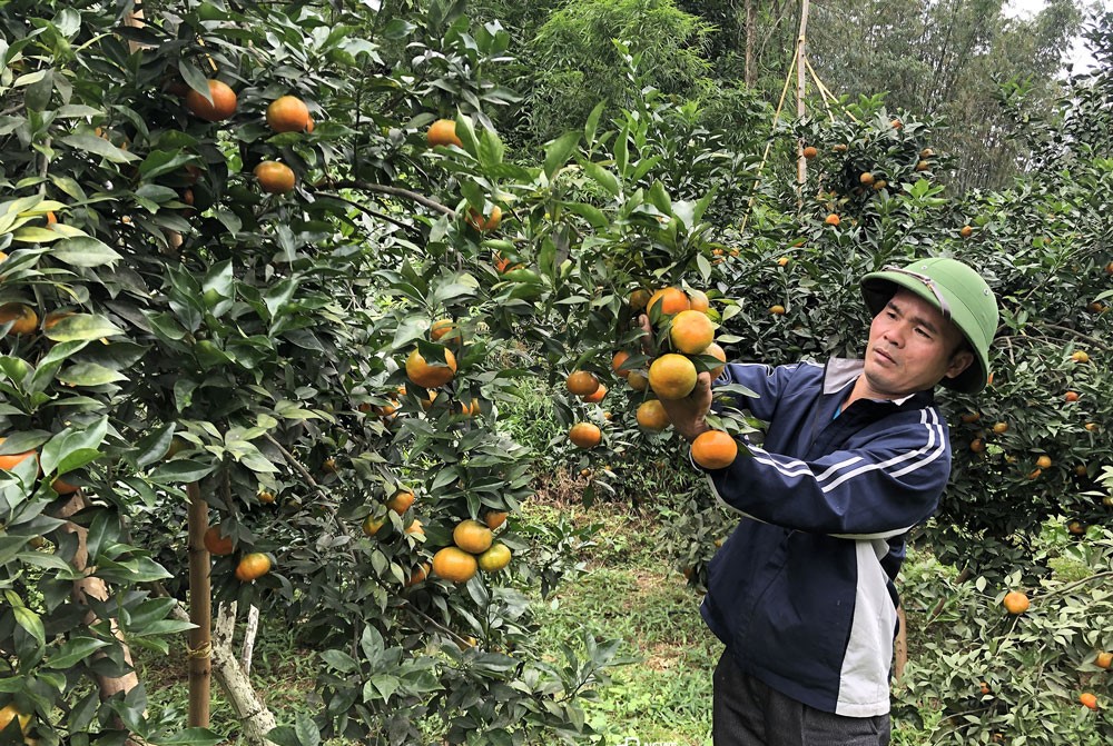Mô hình trồng cam tại xóm Khuổi Mèo từng giúp một số hộ có thu nhập lên đến hàng trăm triệu đồng/vụ.