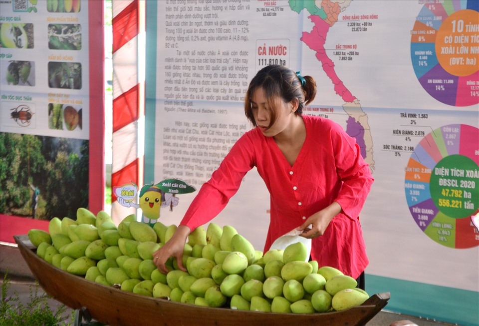 Quan tâm đến SHTT giúp nâng cao giá trị của quả xoài ở Đồng Tháp.