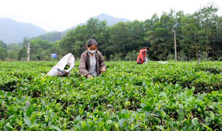 Cây chè phát triển tốt, cho năng suất, chất lượng cao và là nguồn thu nhập chính của nhiều hộ dân trong xã.