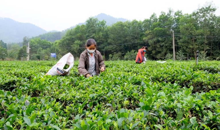 Cây chè phát triển tốt, cho năng suất, chất lượng cao và là nguồn thu nhập chính của nhiều hộ dân trong xã.