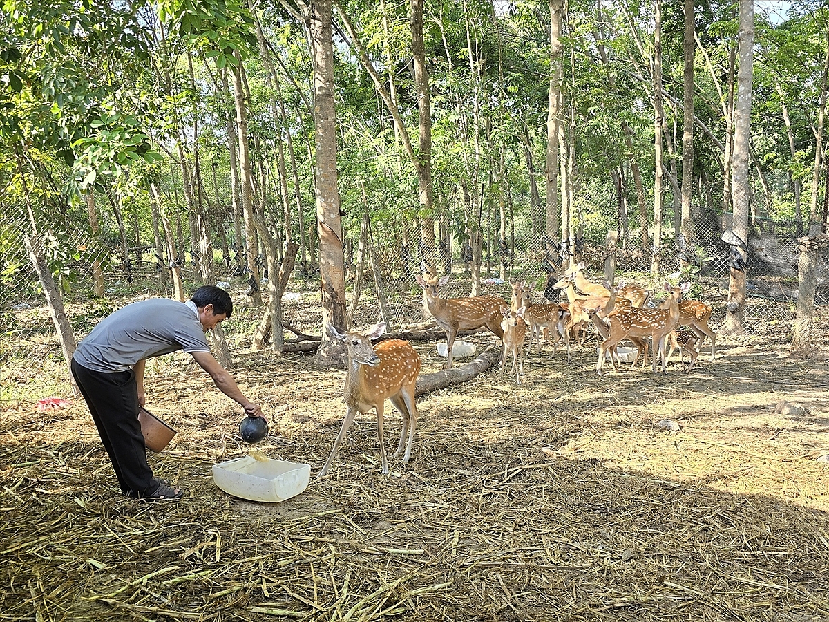 Mô hình nuôi hươu sao của HTX Đồng Tiến đem lại hiệu quả kinh tế cao cho thành viên.