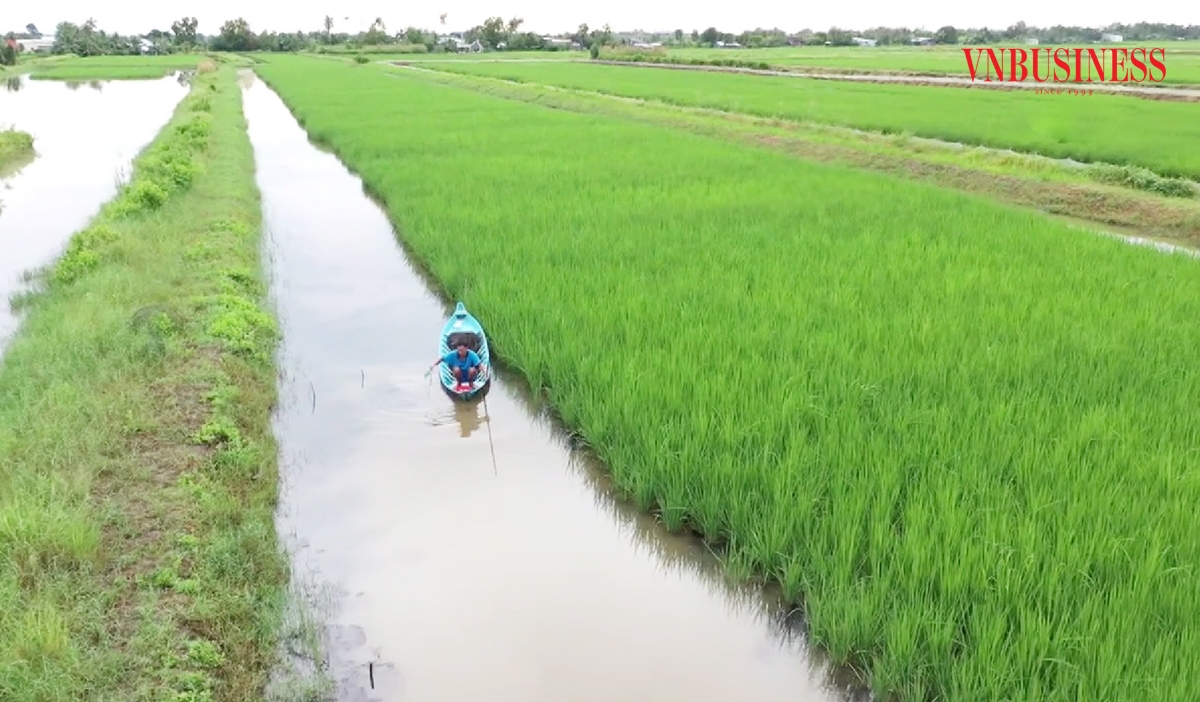 Việc đẩy mạnh phát triển các HTX là chìa khóa để Cái Nước đẩy mạnh xóa đói giảm nghèo bền vững.