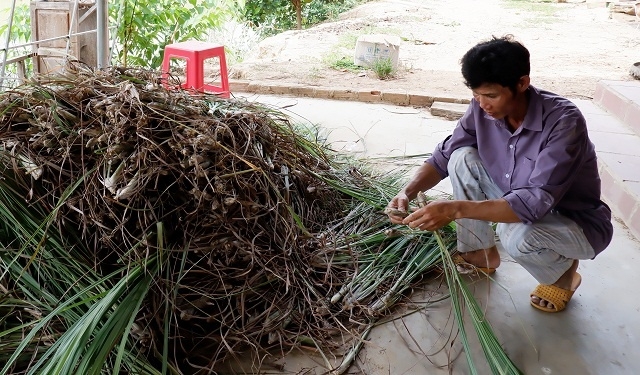 Chuẩn bị dược liệu làm thức ăn cho gà.