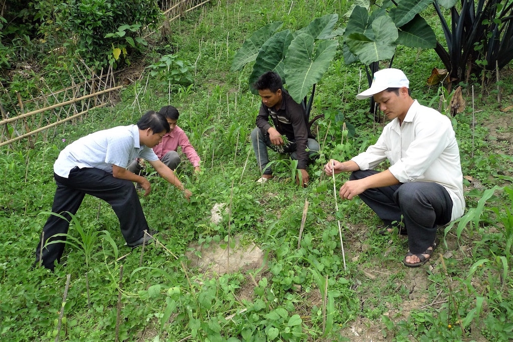 Đông Giang đang nhân rộng trồng các loại dưới liệu dưới tán rừng nhằm cải thiện sinh kế cho người dân địa phương.
