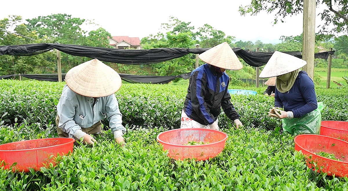 Người dân đã bắt đầu làm quen với mô hình liên kết hợp tác để nâng hiệu quả sản xuất.