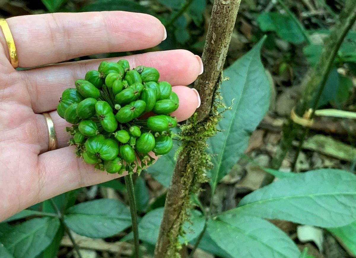 Hạt của cây sâm Lai Châu.
