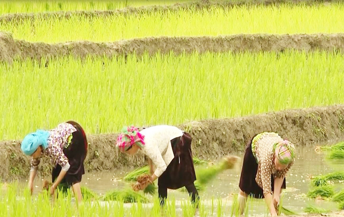 Người dân tham gia HTX, sản xuất theo hướng hàng hóa là chìa khóa để thoát nghèo, làm giàu.