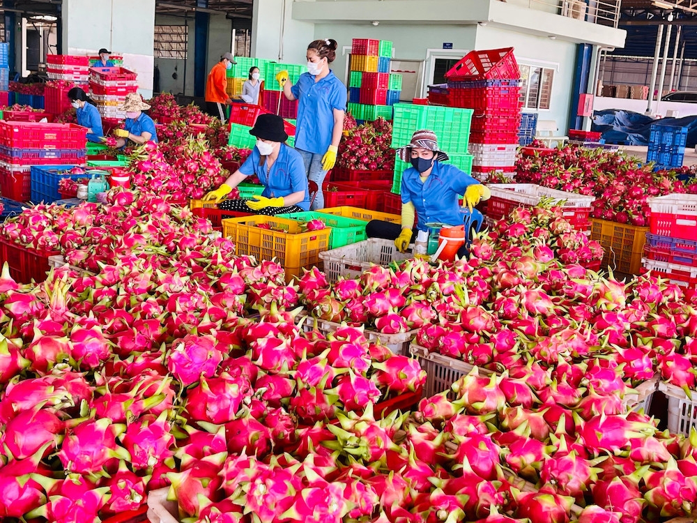 Liên kết sản xuất thanh long đang trở thành một trong những trụ cột giảm nghèo ở Bình Thuận.