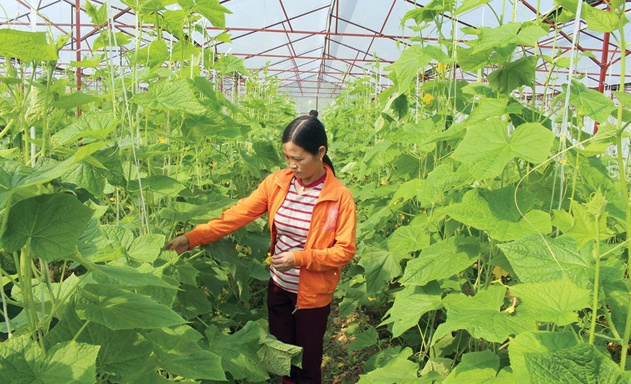 Mô hình sản xuất nông sản của HTX thanh niên Như Cố vừa cung cấp nông sản vừa là điểm tham quan trải nghiệm lý tưởng.