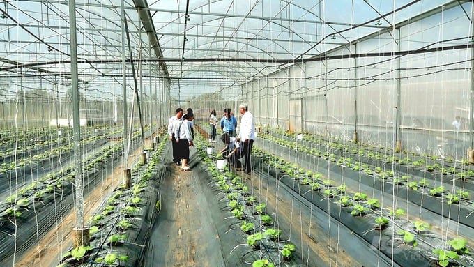 Nông nghiệp huyện Châu Đức đang chuyển mạnh sang ứng dụng công nghệ cao, gia tăng giá trị nông sản.