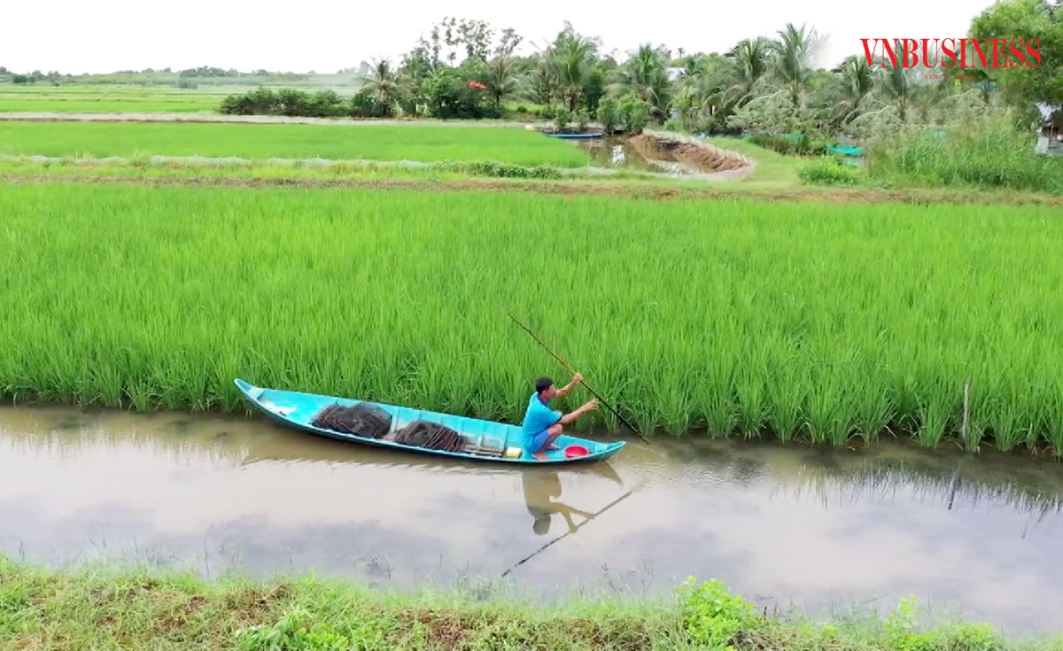 Chuyển đổi sản xuất hiệu quả giúp nông dân, HTX ở Cái Nước thoát nghèo, làm giàu.