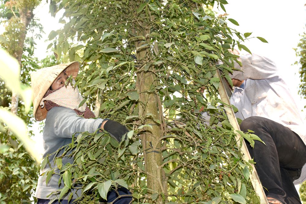 Việc liên kết sản xuất giúp tăng hiệu quả sản xuất, đáp ứng nhu cầu của thị trường về sản lượng và chất lượng.