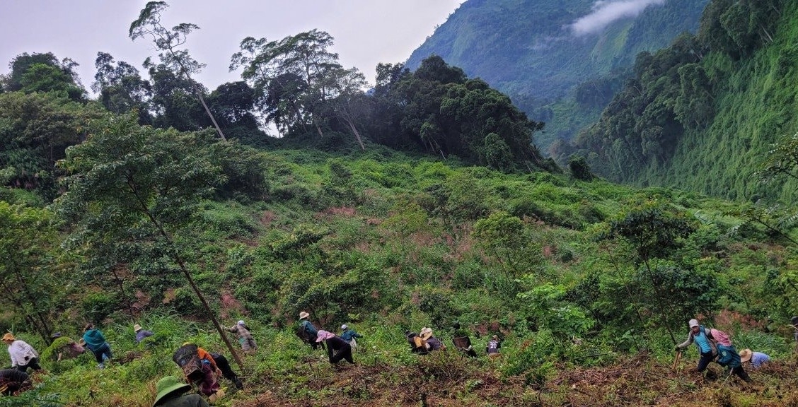 Việc phát triển kinh tế rừng đang là hướng đi đúng giúp cho người dân Đông Giang thoát nghèo bền vững.