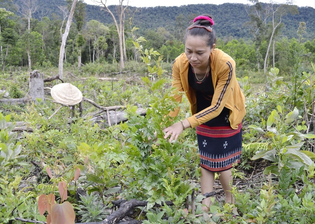 Mô hình chuỗi giá trị chè dây Ra Zéh dưới tán rừng của HTX Nông nghiệp xã Tư giúp mang lại thu nhập đáng kể cho đồng bào Cơ Tu.