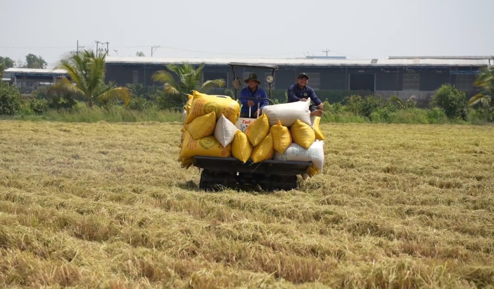 Long An đang là 1 trong 12 tỉnh, thành phố Vùng Ðồng bằng sông Cửu Long thực hiện Đề án Phát triển bền vững 1 triệu ha lúa chất lượng cao, phát thải thấp gắn với tăng trưởng xanh Vùng Đồng bằng sông Cửu long đến năm 2030.
