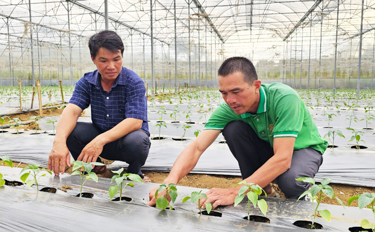 Các HTX, nông dân ở Đam Rông đang đẩy mạnh ứng dụng khoa học công nghệ vào sản xuất &lpar;Ảnh: BLĐ&rpar;.