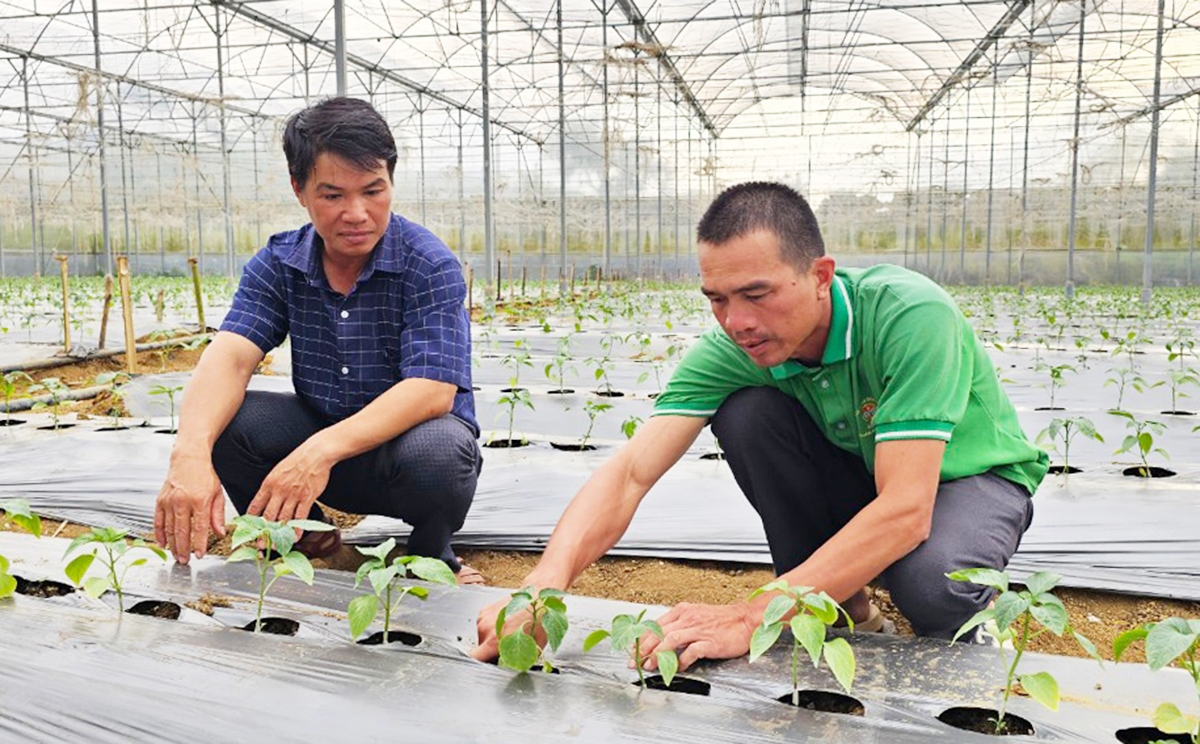 Các HTX, nông dân ở Đam Rông đang đẩy mạnh ứng dụng khoa học công nghệ vào sản xuất &lpar;Ảnh: BLĐ&rpar;.