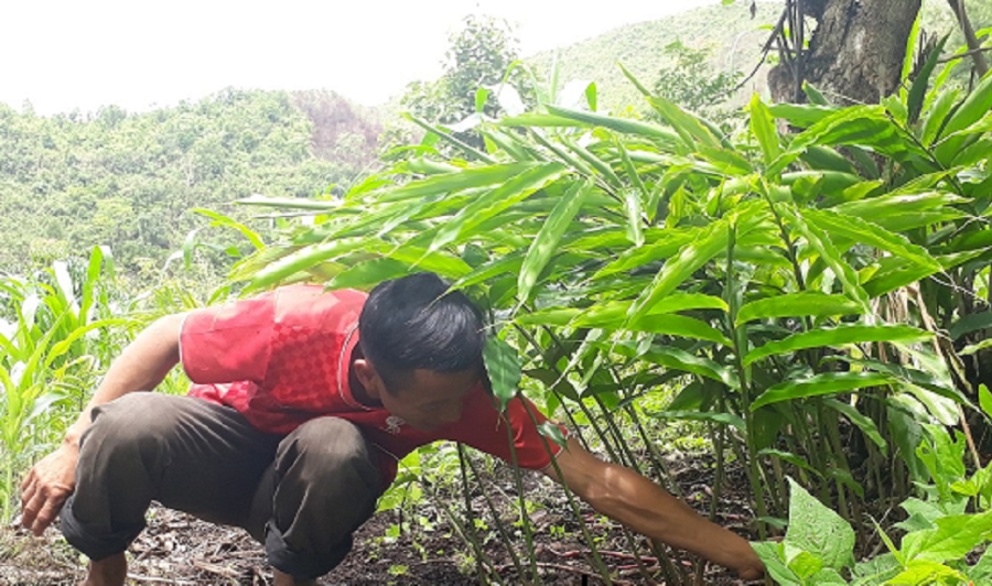 Chính sách phát triển kinh tế dưới tán rừng, nhiều hộ dân đã ổn định cuộc sống, vươn lên làm giàu.