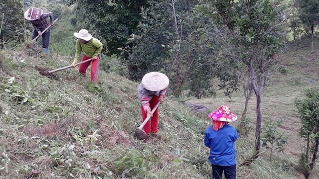 Nhiều mô hình HTX phát triển kinh tế dưới tán rừng đã cho thu nhập ổn định, cuộc sống người dân cũng dần khấm khá hơn.