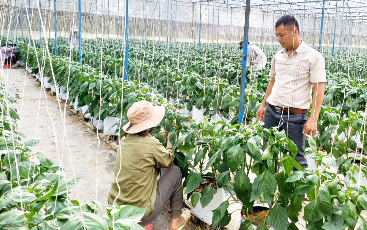 Việc ứng dụng công nghệ vào sản xuất giúp HTX, nông dân ở Đam Rông nâng cao hiệu quả, làm giàu.