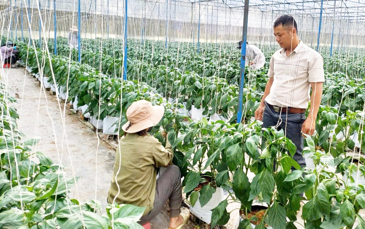 Việc ứng dụng công nghệ vào sản xuất giúp HTX, nông dân ở Đam Rông nâng cao hiệu quả, làm giàu.