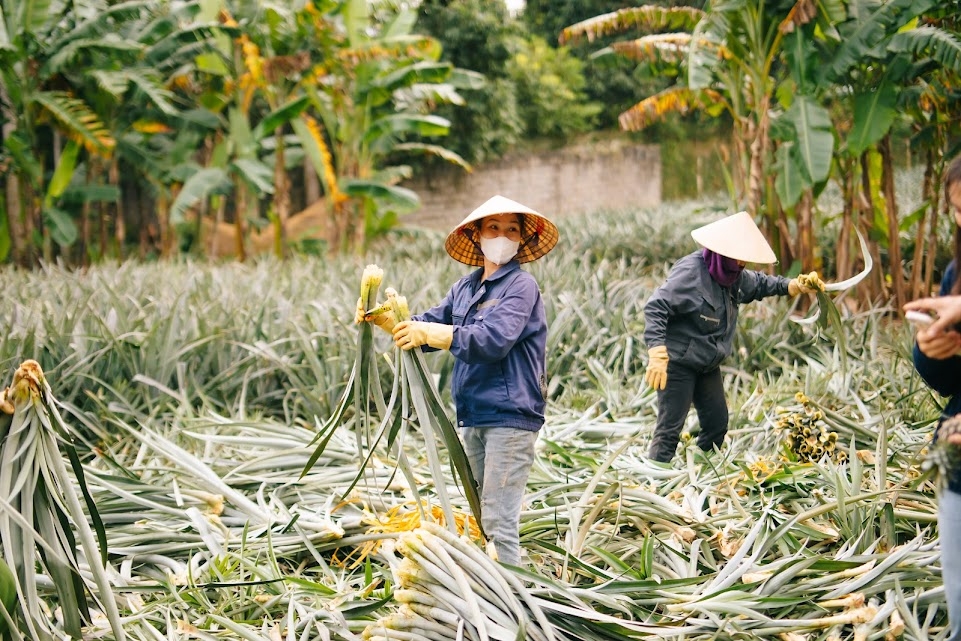 Lá dứa là nguyên liệu dồi dào phục vụ ngành dệt may.