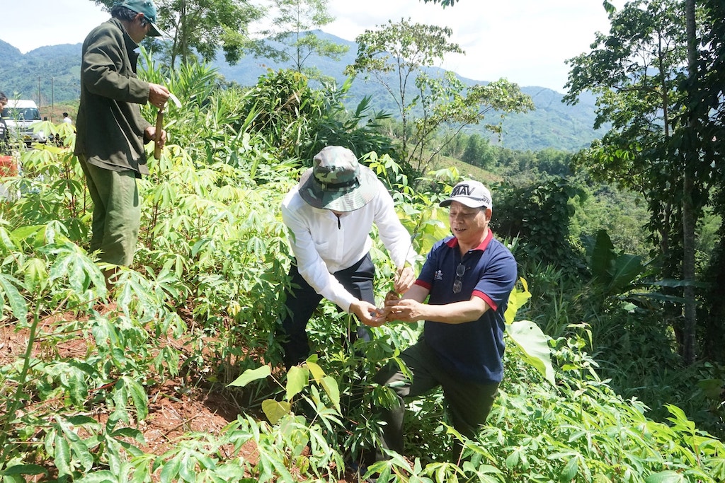 Đến nay trên địa bàn toàn huyện Nam Trà My đã hình thành được 20 HTX chuyên về sản xuất, kinh doanh sâm Ngọc Linh và các loài cây dược liệu bản địa.