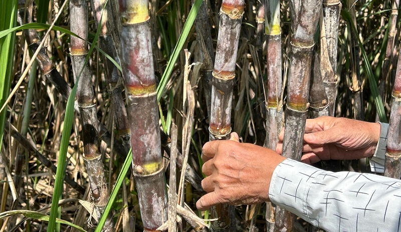 Trồng mía ép lấy nước để cung ứng cho thị trường nước giải khát, giúp nhiều người dân nâng cao thu nhập từ 2 - 3 lần.