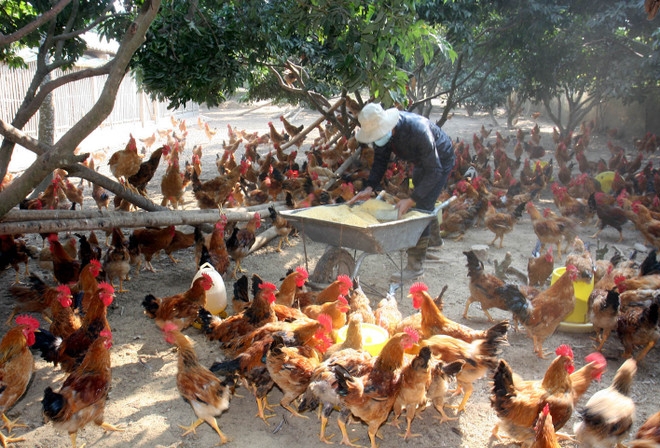 Chăn nuôi gà đồi giúp nhiều hộ dân ở Phú Bình có thu nhập ổn định.