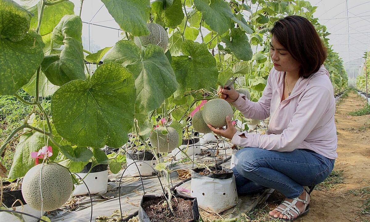 HTX Trường Anh kết hợp sản xuất công nghệ cao và tiêu thụ thông qua thương mại điện tử để nâng cao hiệu quả kinh tế.