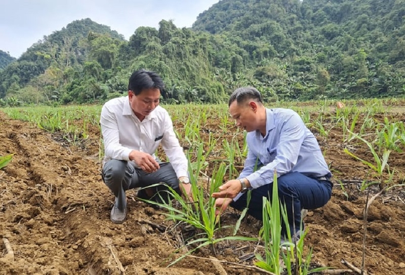 Ông Lô Văn Vinh &lpar;áo trắng&rpar; - Giám đốc Hợp tác xã Dịch vụ Nông lâm nghiệp Vinh Dung bên cánh đồng mía của HTX.