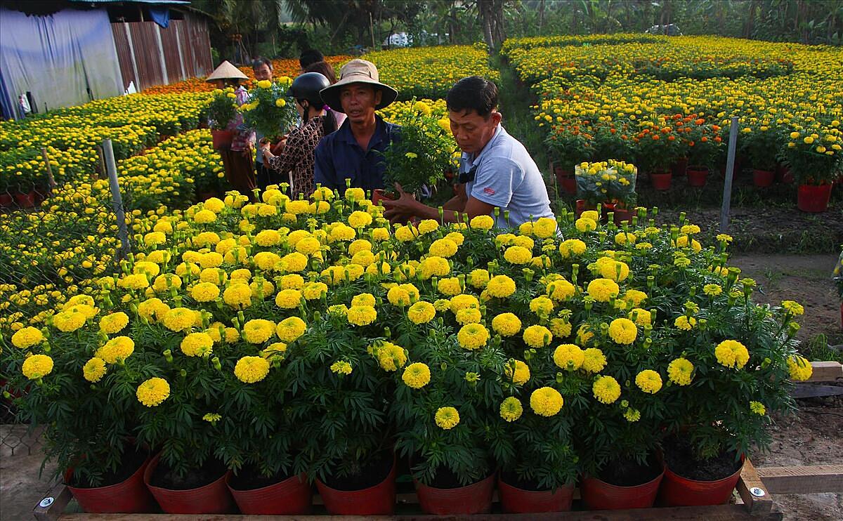 Nghề trồng hoa ở Xáng Mới cho người dân thu nhập quanh năm.