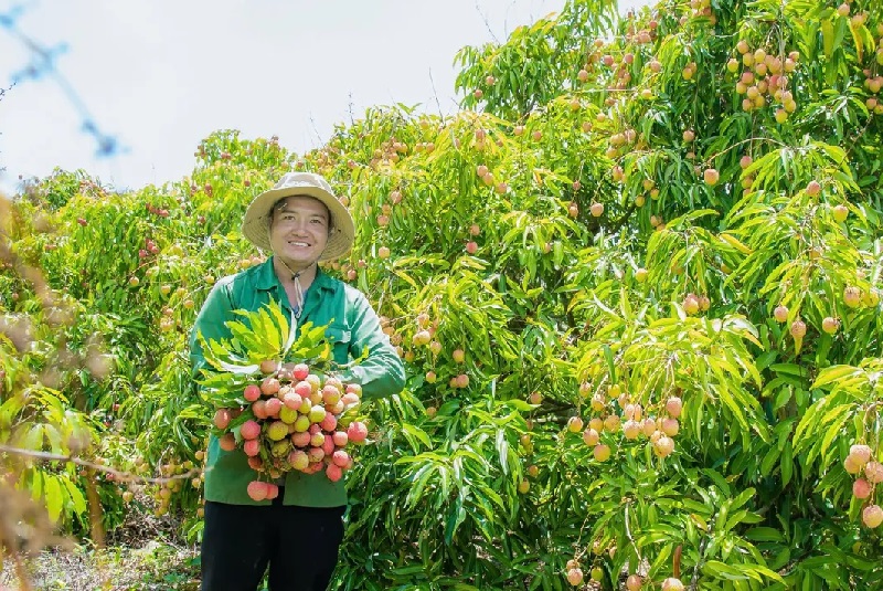 Được mùa được giá, người trồng vải tại nhiều địa phương phấn khởi.