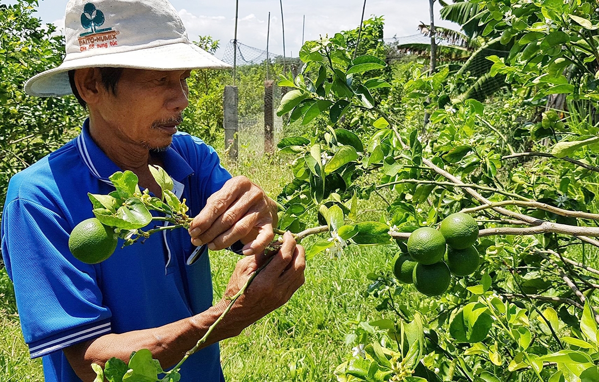 HTX, nông dân Hàm Thuận Bắc được định hướng tiếp tục đẩy mạnh khoa học công nghệ và sở hữu trí tuệ.