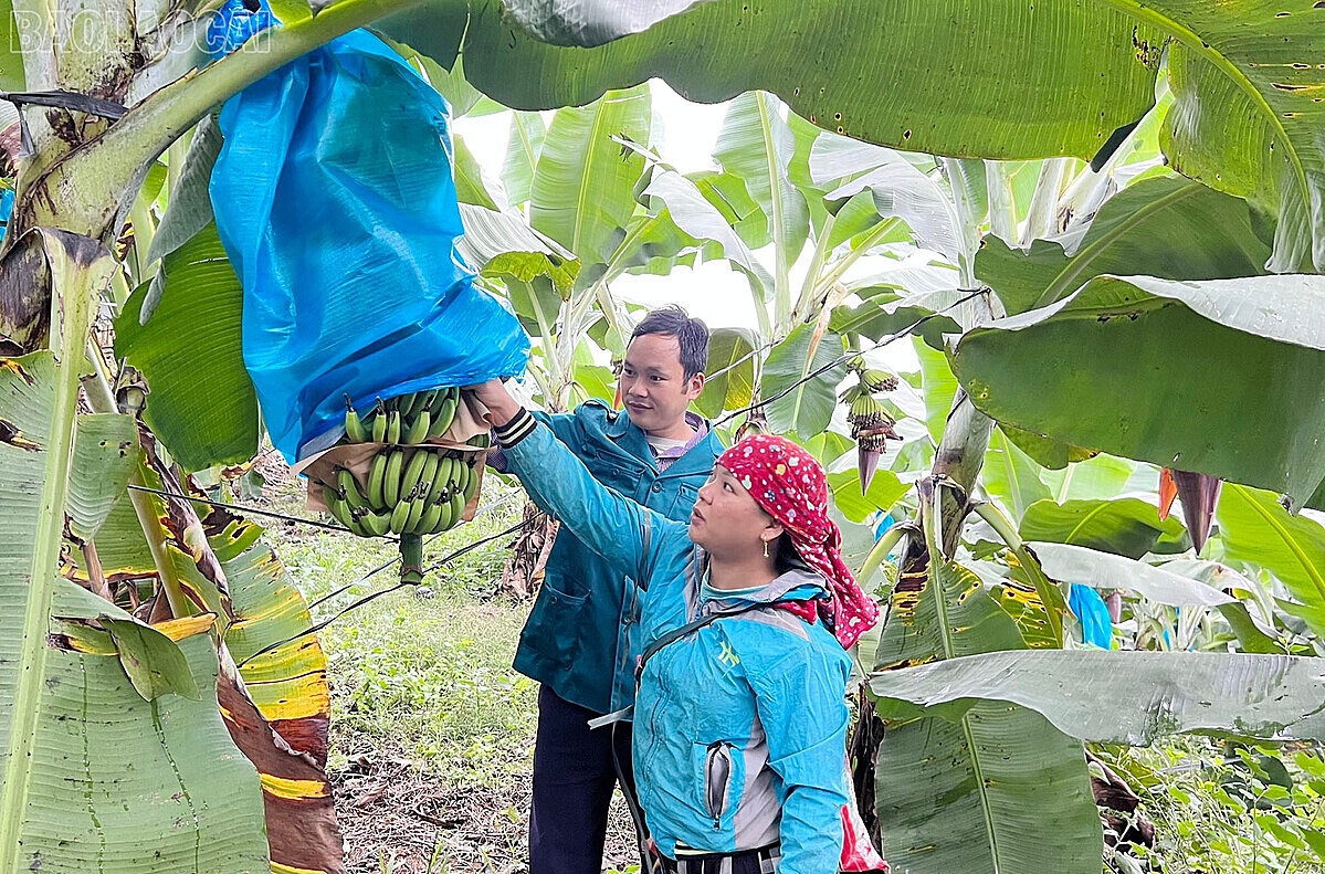 Đồng bào DTTT số ở Bảo Yên được hỗ trợ trồng và tiêu thụ chuối theo chuỗi giá trị.