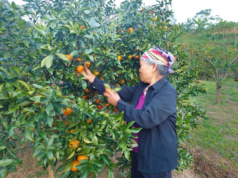 Nhiều hộ dân đã thoát nghèo, có thu nhu ổn định từ trồng cây ăn quả.