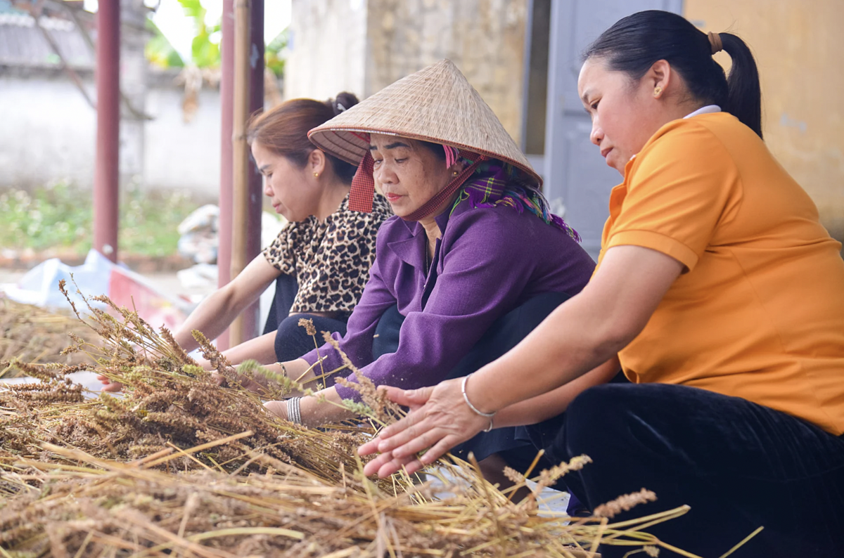 Than Uyên từng bước đưa cây chia trở thành cây trồng chủ đạo tại một số địa phương.