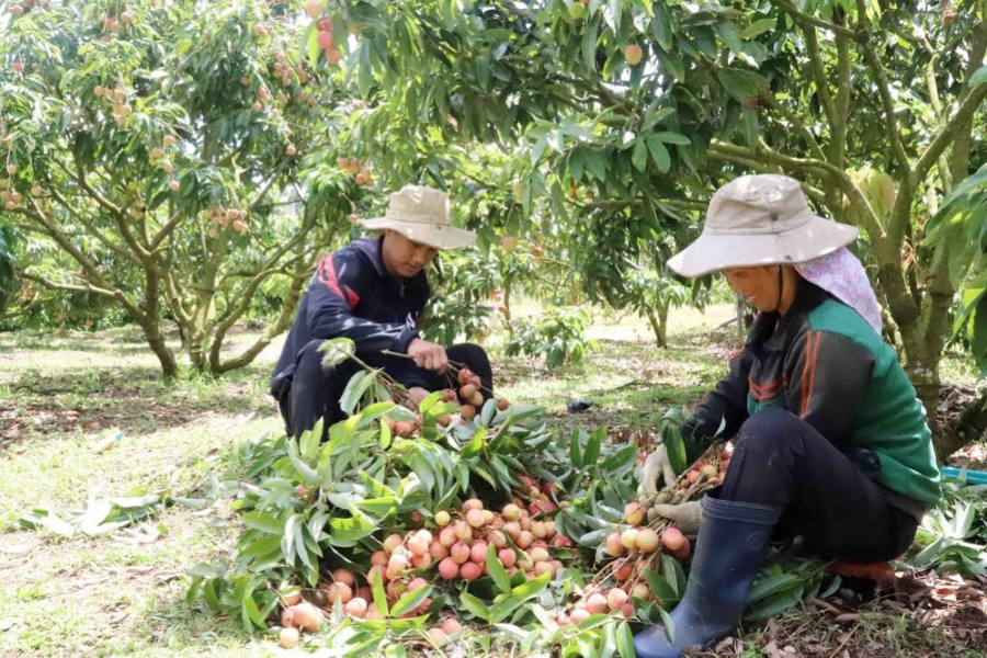 Vải thiều trồng tại Đắk Lắk có ưu điểm quả to, chín sớm, vị ngọt thanh nên được thị trường ưa chuộng và thu mua với giá cao, đầu ra ổn định.