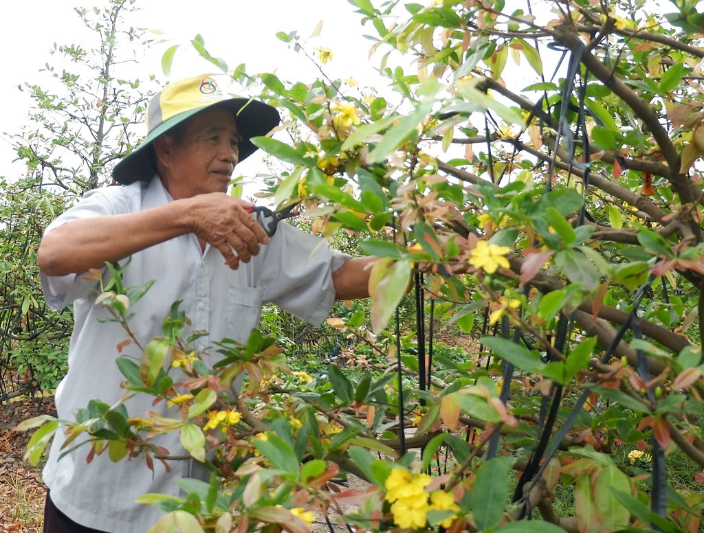Trồng mai vàng là một ngành nghề tiềm năng.