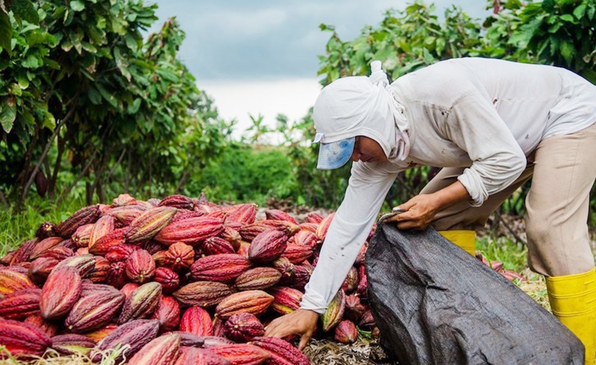 Sản xuất hiện đại giúp nông sản huyện Châu Đức ngày càng nâng cao giá trị, thương hiệu.