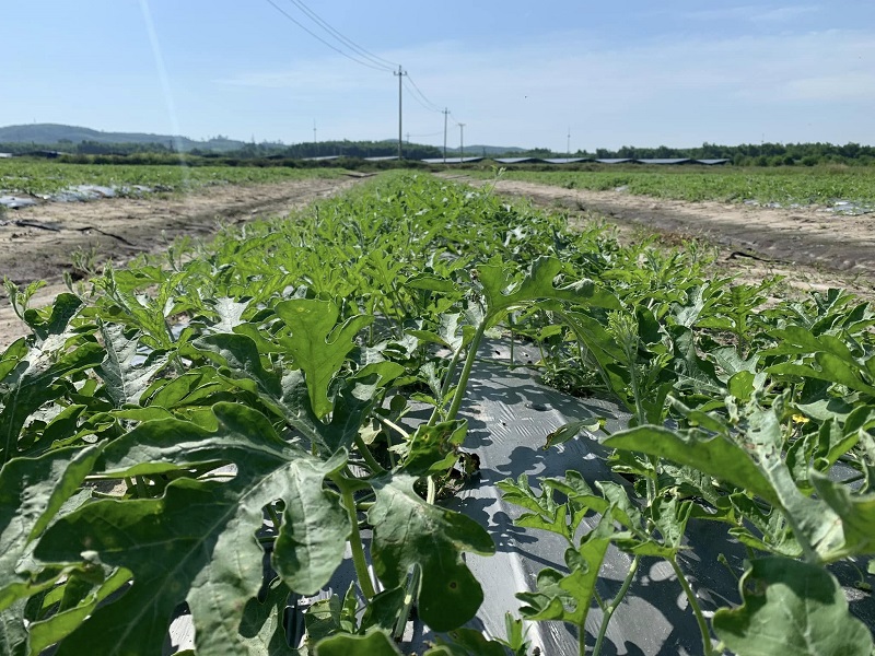 Để có trái dưa đạt tiêu chuẩn, từng luống dưa hấu tại trang trại của anh Cường đều được trồng theo tiêu chuẩn 5 không.