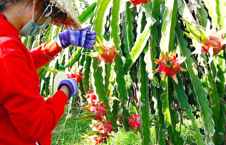 Sản xuất thông minh hơn giúp nông dân, HTX ở Hàm Thuận Bắc thắng lớn.