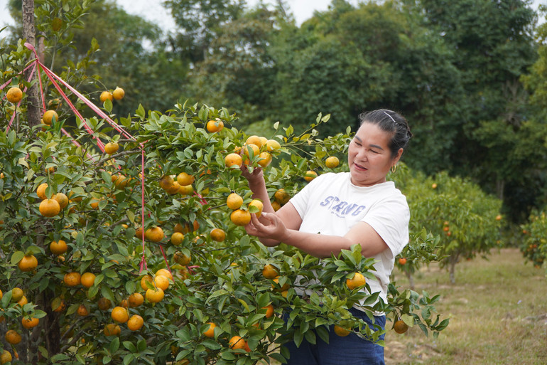 Cây ăn quả có múi cho hiệu quả kinh tế cao ở Na Rì.