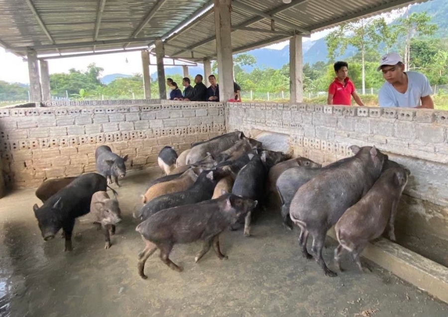 Liên kết nuôi heo đen bản địa của HTX Phát triển nông nghiệp Thịnh Vượng giúp nâng cao thu nhập cho người dân địa phương.