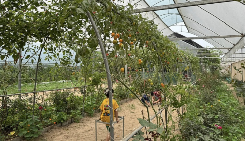 Nông nghiệp hữu cơ còn nhiều tiềm năng phát triển, song giá trị liên kết còn thiếu, khâu kiểm soát chứng nhận chất lượng chưa thực sự đồng bộ.