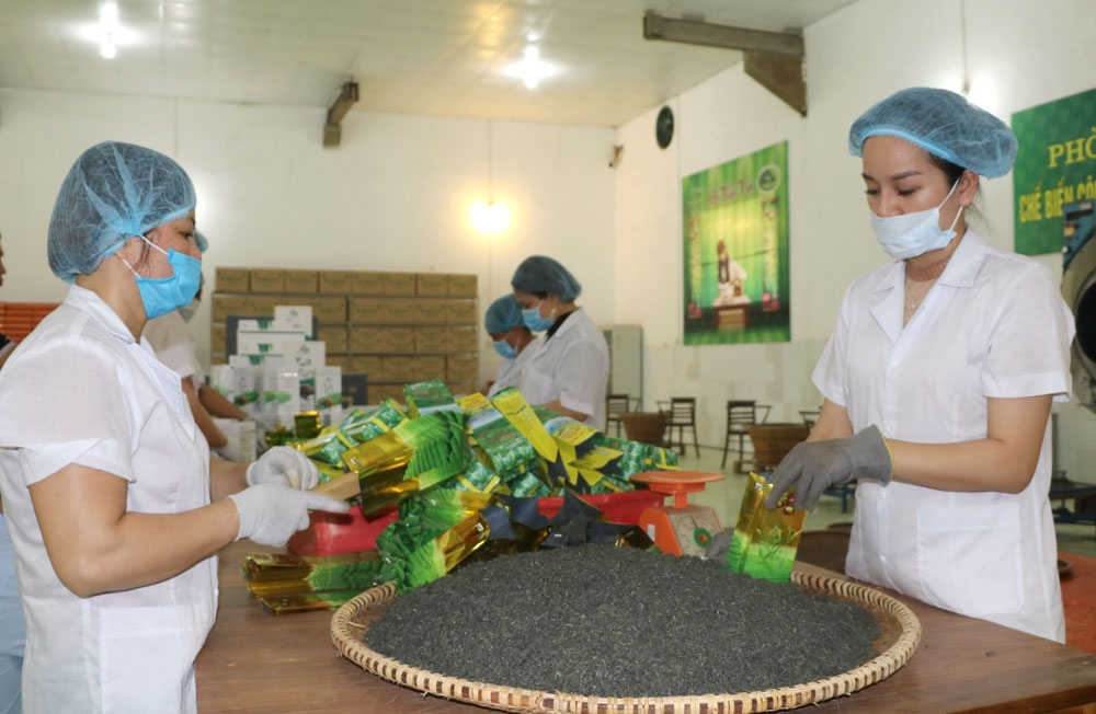Sở hữu trí tuệ giúp chè Thái Nguyên vươn ra thị trường quốc tế.