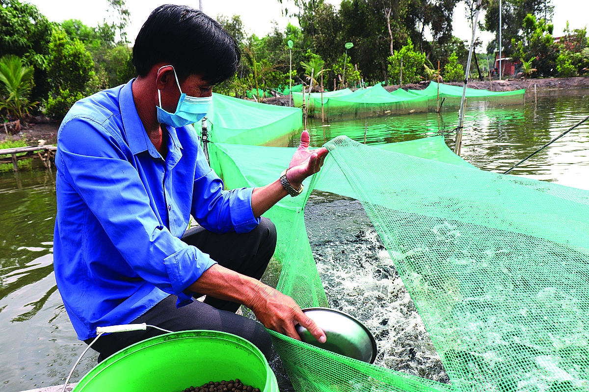 Ở Tây Ninh, nuôi cá lóc đang mang lại sinh kế cho người dân, HTX, góp phần vào xóa đói giảm nghèo trên địa bàn.
