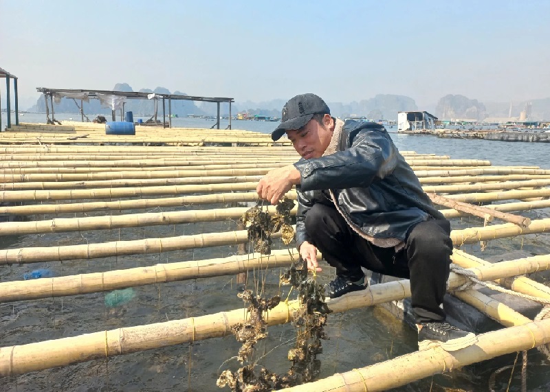 Các HTX, ngư dân tại Vân Đồn &lpar;Quảng Ninh&rpar; đã nhanh chóng phục hồi, phát triển sau những thiệt hại của trận siêu bão Yagi.