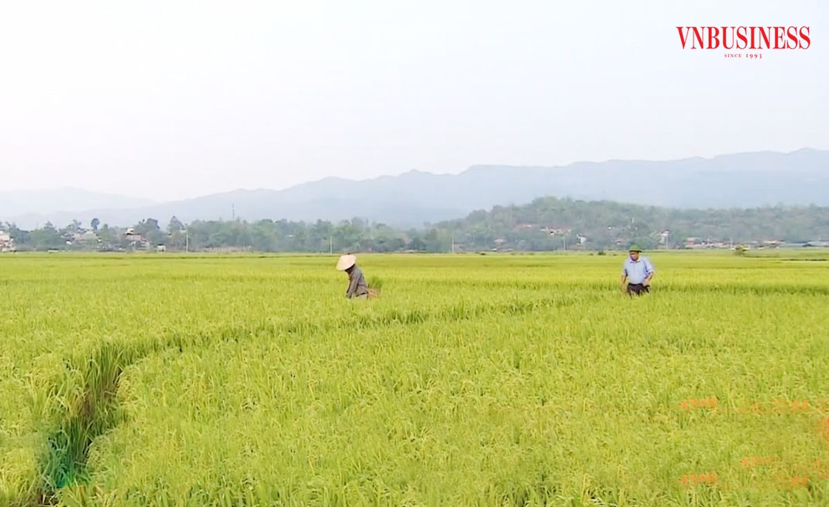 Đồng bào dân tộc thiểu số ở lòng chảo Mường Thanh nâng cao hiệu quả nhờ sản xuất thông minh hơn.